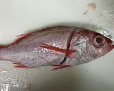 のどぐろ(アカムツ)の捌き方 お刺身まで作り方3写真