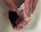 のどぐろ(アカムツ)の捌き方 お刺身まで作り方5写真