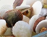 菜の花とベビーホタテのスープスパゲティ♪作り方1写真