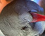 薬味たっぷり！竹炭餃子作り方3写真