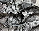 薬味たっぷり！竹炭餃子作り方10写真