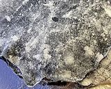 薬味たっぷり！竹炭餃子作り方8写真