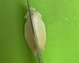 ニンニクのイライラ解消！薄皮簡単にむこう作り方1写真