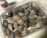 炊飯器であさりの旨ごはん作り方1写真