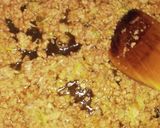 丸美屋の麻婆豆腐(ひき肉たっぷり)作り方7写真