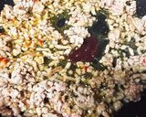 市販の生麺 あるもの味噌らーめん作り方6写真