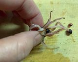 ホタルイカと菜の花の和風パスタ作り方2写真