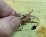ホタルイカと菜の花の和風パスタ作り方3写真