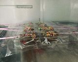 初心者でも簡単スティック付きチョコレート作り方9写真