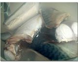 鯖 の ♪ 甘 ♪ 味噌煮作り方2写真