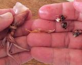 ホタルイカとセロリのガーリックトースト作り方4写真