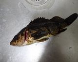 タケノコメバルの湯引き作り方1写真