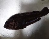ムラソイの湯引き作り方1写真