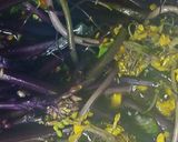 リカちゃん♡紅菜苔の炊いたん(白醤油)作り方8写真