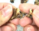 干し牡蠣と牡蠣パウダーの作り方作り方5写真