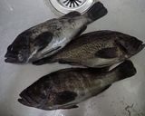 クロソイしゃぶしゃぶ作り方1写真