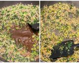 小松菜とじゃこの菜飯(なめし)作り方4写真
