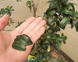 サザンカの葉茶作り方1写真