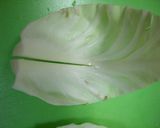 キャベツ芯ＤＥ餃子作り方1写真