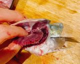 【ハマチ】イナダのお造り【捌き方】作り方12写真
