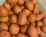 飛騨の郷土料理！コロ芋の煮っ転がし作り方2写真