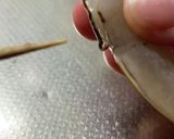 エビの下処理(天ぷら、フライ)作り方5写真