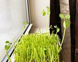 豆苗の成長(1パックで2度おいしい)作り方1写真