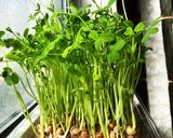 豆苗の成長(1パックで2度おいしい)作り方2写真