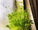 豆苗の成長(1パックで2度おいしい)作り方3写真