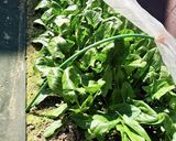 ほうれん草ベーコンの卵炒め♪作り方6写真