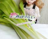 リカちゃん♡うるいとじゃこさん油揚げ炒め作り方1写真