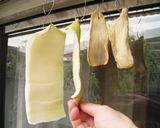 カブの皮でスルメ作り方2写真