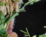 リカちゃん♡生ハム三つ葉白だし焼きそば作り方8写真