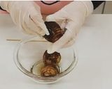 さといもの肉みそ煮作り方4写真