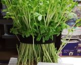 豆苗　カットなしで収穫量2倍以上に♪作り方2写真