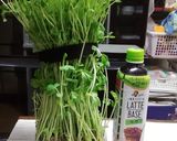 豆苗　カットなしで収穫量2倍以上に♪作り方3写真