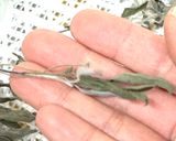 ドライセージとセージパウダーの作り方作り方5写真