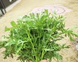 春菊の茎・ワサビマヨネーズめんつゆ和え作り方6写真