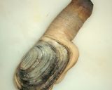 みる貝の刺身(Geoduck)作り方1写真