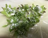 岩塩で食べるふきのとう天ぷら作り方5写真