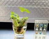 難しくないよ。真鯛と小海老の餡かけ蕪蒸し作り方12写真