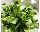 かいわれ大根の保存法作り方2写真