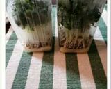 かいわれ大根の保存法作り方6写真