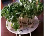 かいわれ大根の保存法作り方7写真