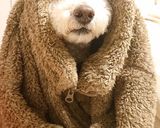 なんちゃって！チャプチェ作り方3写真