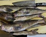 ホッケの開き一夜干し作り方1写真