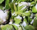 お年寄り絶賛シリーズ☆蕗の薹味噌☆作り方1写真