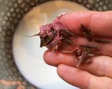 キャラメル・桜・オレ作り方3写真