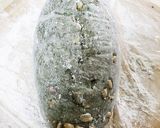 元祖落花生の豆餅作り方37写真