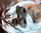 イカの捌き方(加熱調理用)作り方6写真